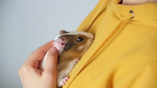 一个女人摸着一只可爱的小豚鼠 紧紧地握住她的手 — 图库视频影像