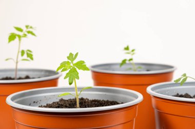 Growing tomatoes from seeds, step by step. Step 9 - planting seedlings