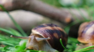 Helix pomatia salyangozu ormandaki çimlerin üzerinde oturur ve kameraya bakar.