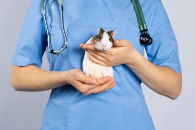 Boynunda fonendoskopla mavi üniformalı bir veterinerin elinde komik bir kobay.