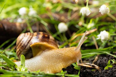 Helix pomatia large grape snail leisurely crawls on the grass among the white flowers.