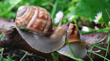 Two helix pomatia snails crawl on each other in the summer forest