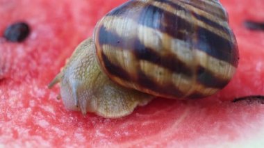 The large snail Helix pomatia crawls on a watermelon and drinks watermelon juice