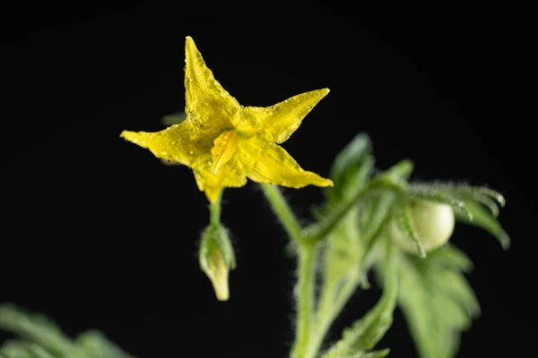 Выращивание Помидоров Семян Шаг Шагом Шаг Первые Цветы Первый Помидор — стоковое фото