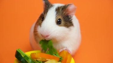 Kobay maydanoz çiğner ve turuncu arka plandaki kameraya bakar.