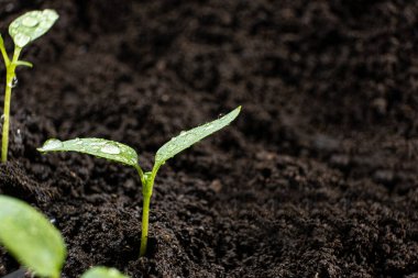 Tohumlardan biber yetiştirmek. Beşinci adım: Filiz büyüdü.