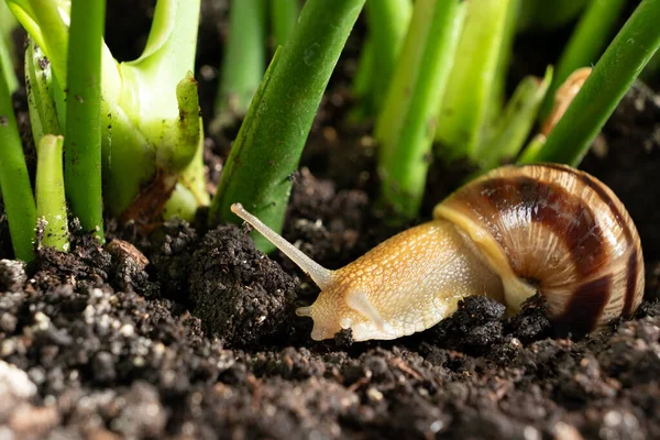 Beautiful Garden Snail Helix Pomatia Crawls Ground Grass — Stockfoto