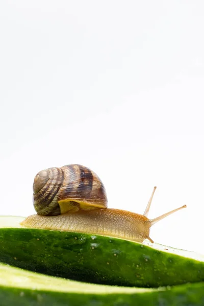 Large Grape Garden Snail Helix Pomatia Sits Eats Cucumber Place — Stockfoto