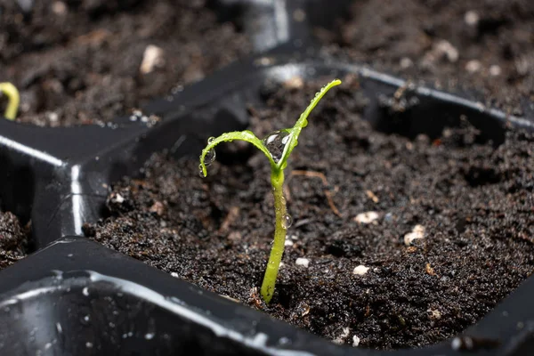 Growing Peppers Seeds Step First Sprouts — Fotografia de Stock