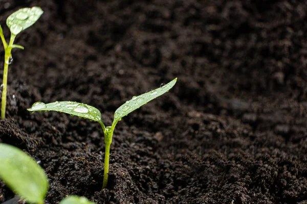 Выращивание Перца Семян Шаг Росток Вырос — стоковое фото
