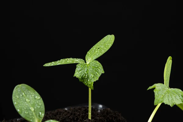 用种子种植黄瓜 第5步 第三片叶子的出现 一棵生长在黑色背景上的芽 — 图库照片
