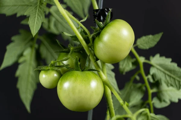 種子からトマトを栽培し ステップバイステップ ステップ12 黒の背景に枝に緑のトマトがたくさんあります — ストック写真
