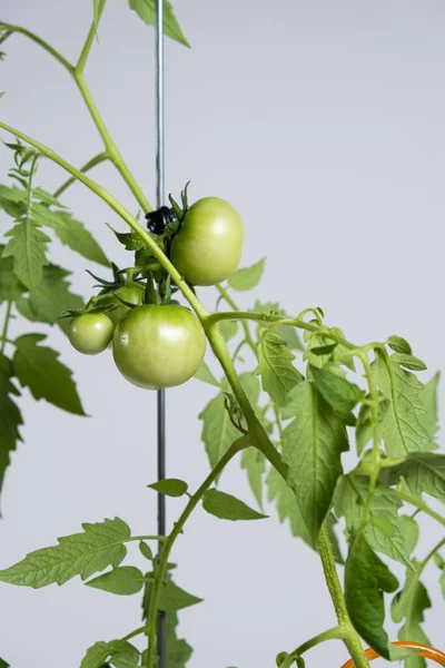 Growing Tomatoes Seeds Step Step Step Lots Green Tomatoes Branches — Stock Photo, Image