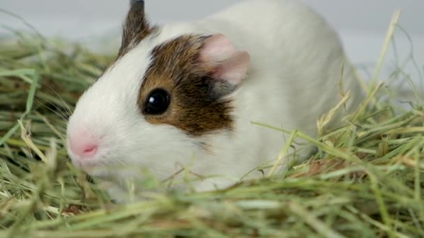Cute Little Guinea Pig Sits Pile Hay Made Meadow Grasses — Stock Video