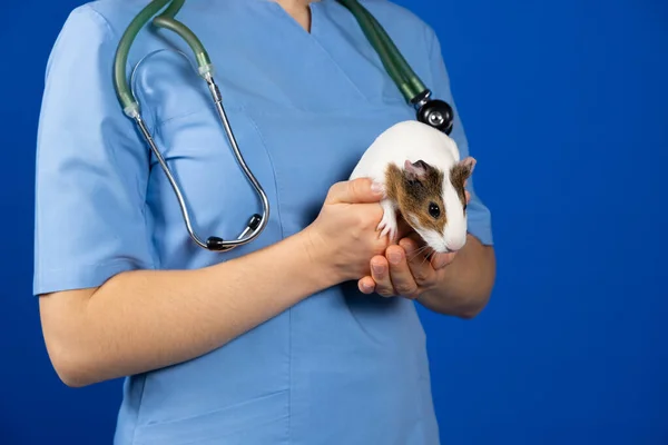 A small guinea pig in the hands of a veterinarian on a blue background