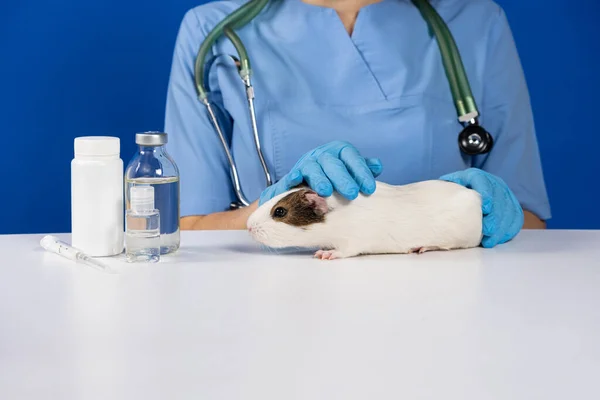 一名戴手套的兽医使豚鼠平静下来 并抚摸豚鼠进行检查 — 图库照片