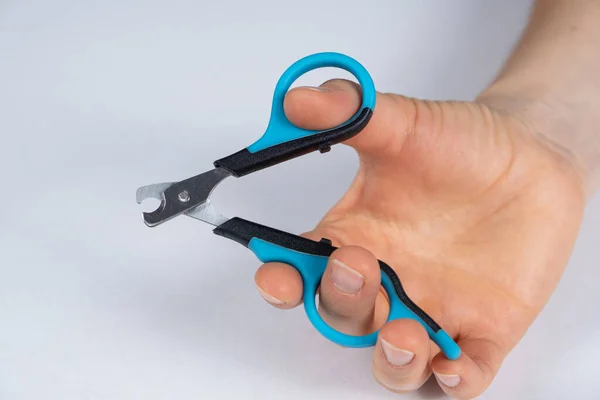 Pet nail clippers in human hands, top view.