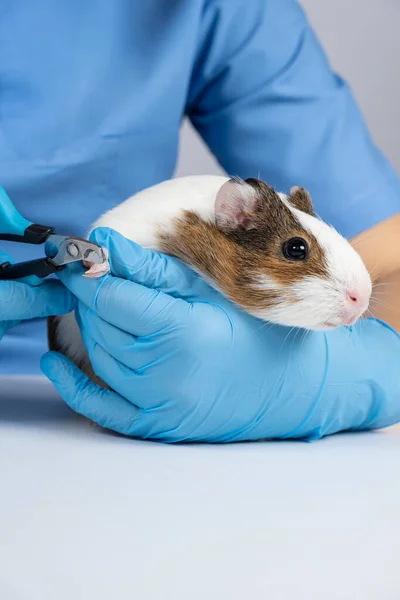 A veterinarian cuts the claws of a small guinea pig with a claw.