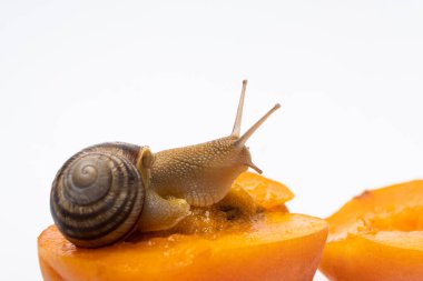Beautiful large snail Helix pomatia sits on an apricot, a place for text