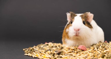 Komik bir kobay beslemenin yanında oturur ve komik bir şekilde siyah bir arka planda kameraya bakar.