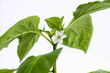 Tohumlardan biber yetiştirmek. Dokuzuncu adım - ilk çiçekler, çiçekler.