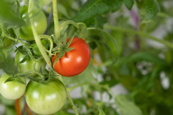 種子からトマトを栽培し ステップバイステップ ステップ13 熟したトマト — ストック写真