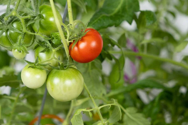 種子からトマトを栽培し ステップバイステップ ステップ13 熟したトマト — ストック写真