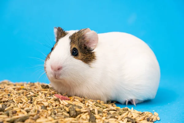 stock image A small guinea pig sits near the feed on a blue background