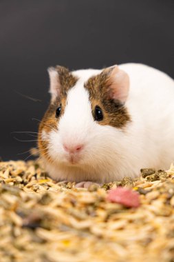 Komik bir kobay beslemenin yanında oturur ve komik bir şekilde siyah bir arka planda kameraya bakar.