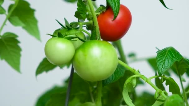 用种子种植西红柿 一步一步 第13步 未成熟的绿色和成熟的红色西红柿 — 图库视频影像