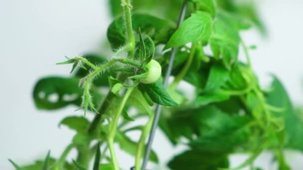 Cultivando Tomates Semillas Paso Paso Paso Primeras Flores Primer Tomate — Vídeos de Stock