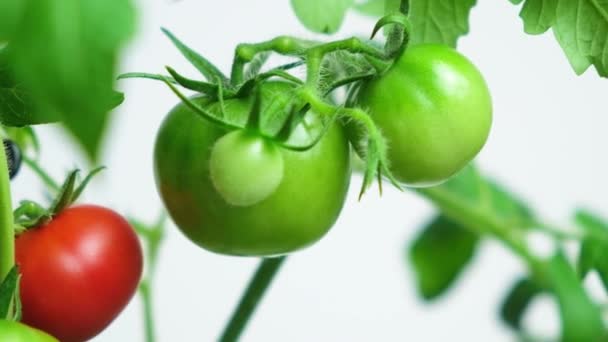 Cultivando Tomates Sementes Passo Passo Passo Tomates Vermelhos Verdes Maduros — Vídeo de Stock