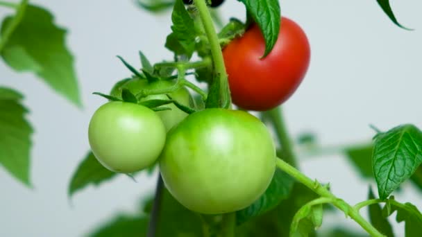 Cultivando Tomates Semillas Paso Paso Paso Tomates Verdes Inmaduros Rojos — Vídeo de stock