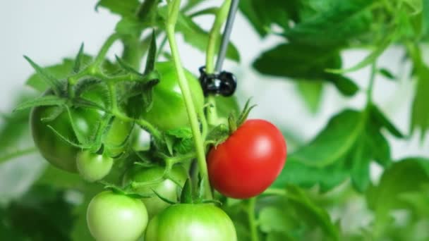 用种子种植西红柿 一步一步 第13步 未成熟的绿色和成熟的红色西红柿 — 图库视频影像
