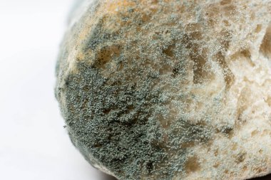 Beyaz arka plandaki ekmek kalıpları. Küf tehlikesi, bayat ürünler.