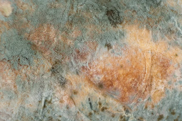 Mold on bread, macro, top view. The danger of mold, stale products