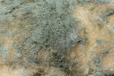 Ekmek kalıbı, makro, üst manzara. Küf tehlikesi, bayat ürünler.