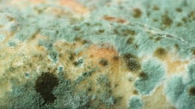 Ekmek kalıbı, makro, üst manzara. Küf tehlikesi, bayat ürünler.