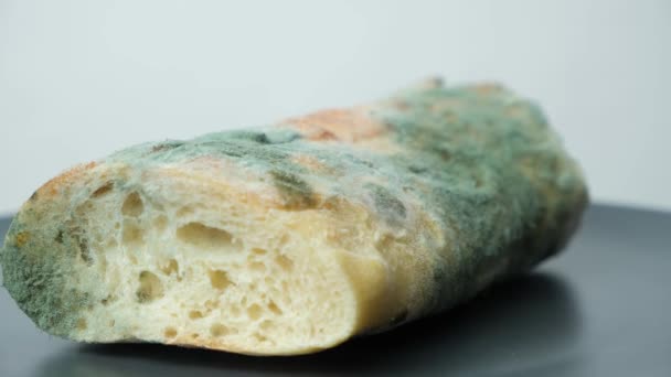 白い背景にパンに型をクローズアップ カビや古い製品の危険性 — ストック動画