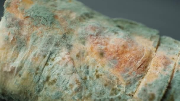 Mold Bread Macro Top View Danger Mold Stale Products — Stock Video