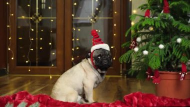 Şirin bir köpek, kırmızı şapkalı bir Noel ağacının yanında oturuyor ve uzaklaşıyor. Noel, Yeni Yıl ve Köpek, Evcil Hayvan.