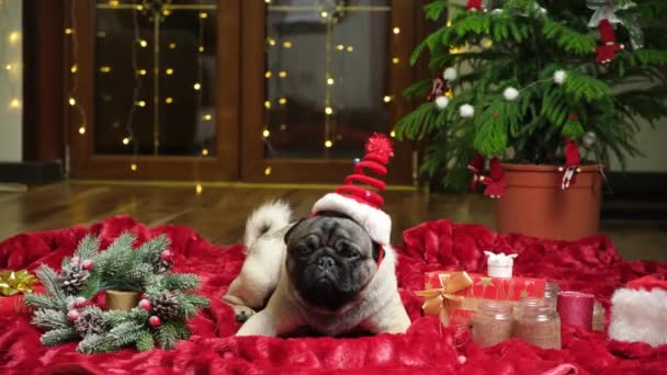 Funny Beautiful Pug Christmas Hat Goes Camera Christmas New Year — Stock Video