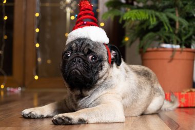 Noel şapkası takmış komik bir çocuk. Noel, Yeni Yıl ve köpekler, evcil hayvanlar