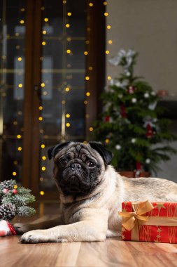 Şirin bir köpek yılbaşı ağacının yanında oturur. Noel, Yeni Yıl ve köpekler, evcil hayvanlar