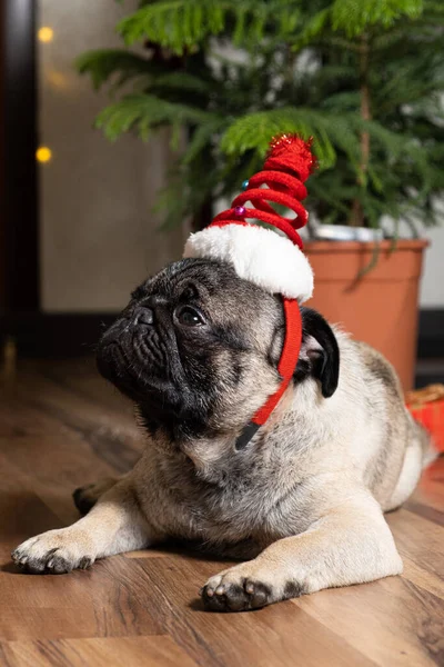 Funny one-year-old pug in a Christmas cap. Christmas, New Year and dogs, pets