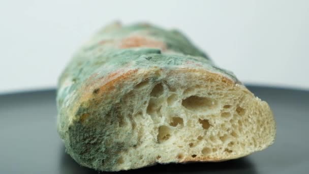 白い背景にパンに型をクローズアップ カビや古い製品の危険性 — ストック動画
