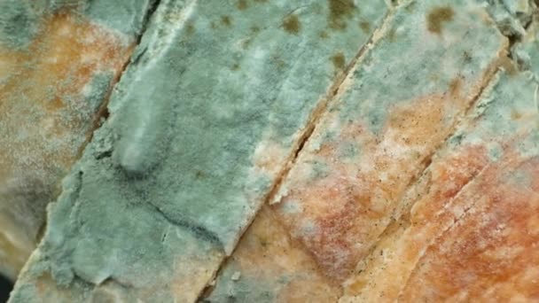 切片切碎的发霉的老面包 食物上的霉菌 — 图库视频影像