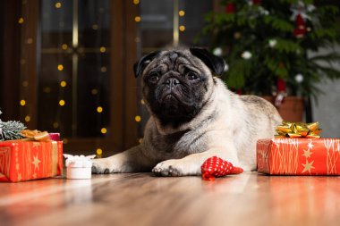 Şirin bir köpek yılbaşı ağacının yanında oturur. Noel, Yeni Yıl ve köpekler, evcil hayvanlar