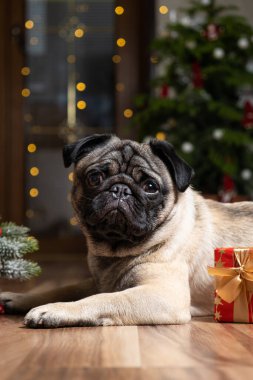 Şirin bir köpek yılbaşı ağacının yanında oturur. Noel, Yeni Yıl ve köpekler, evcil hayvanlar