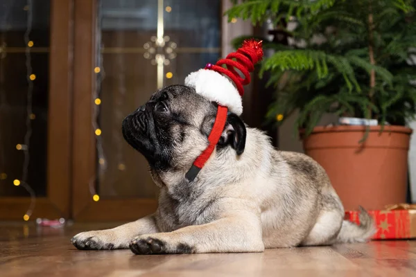 Funny one-year-old pug in a Christmas cap. Christmas, New Year and dogs, pets